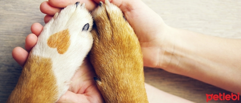 How to Protect Dogs' Paws in Winter?