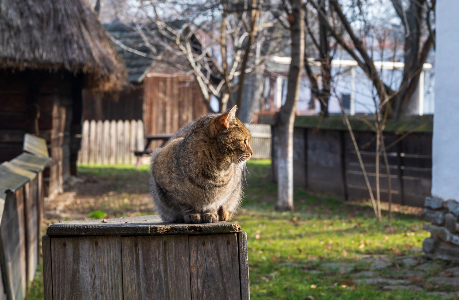 Cat standing high up