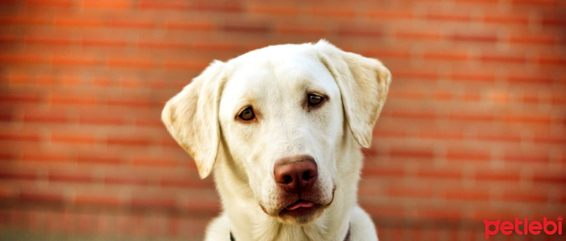 Diseases Transmitted from Dogs to Humans