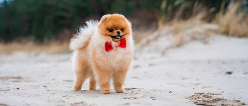 Pomeranian Boo Dog Characteristics and Care