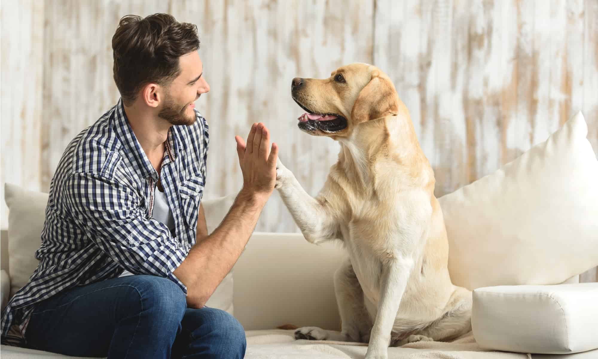 Labrador sitting on a couch with its paw extended