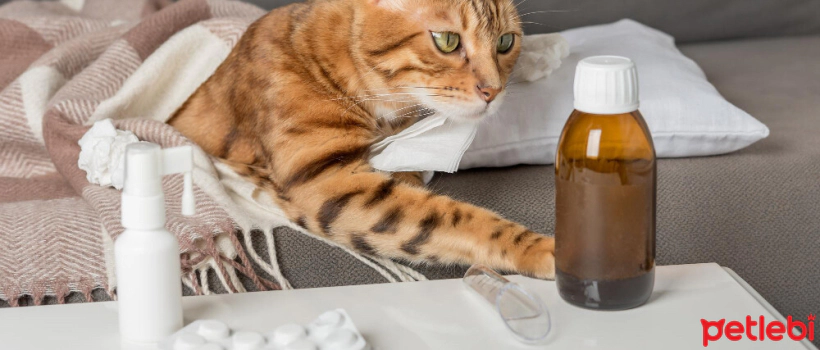 How Should We Feed Sick Cats?