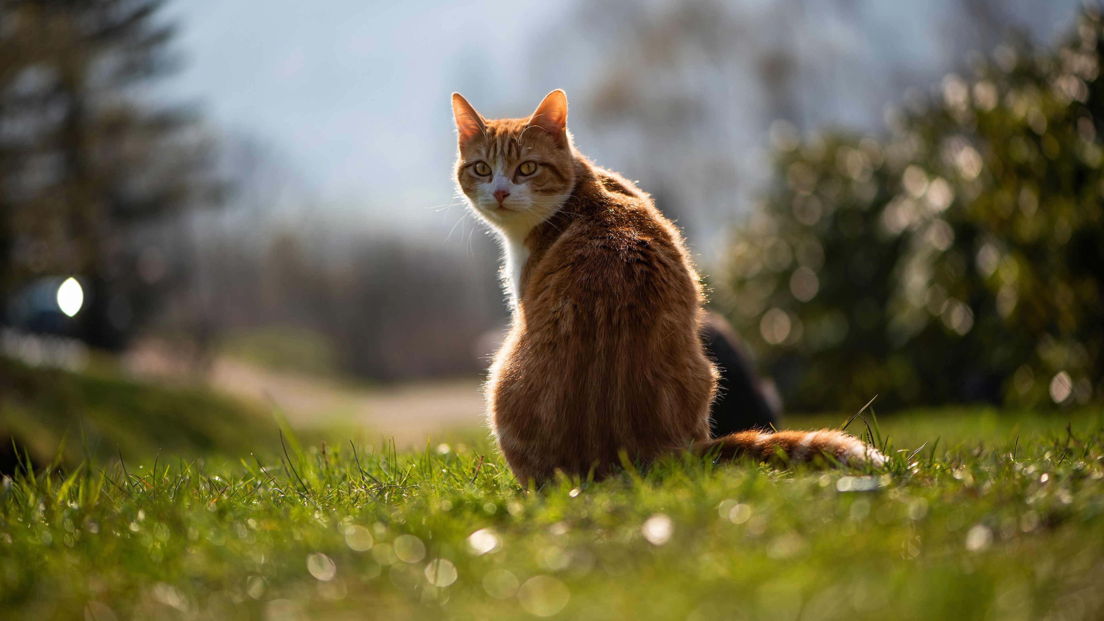 Cat sitting with its back turned, looking backwards
