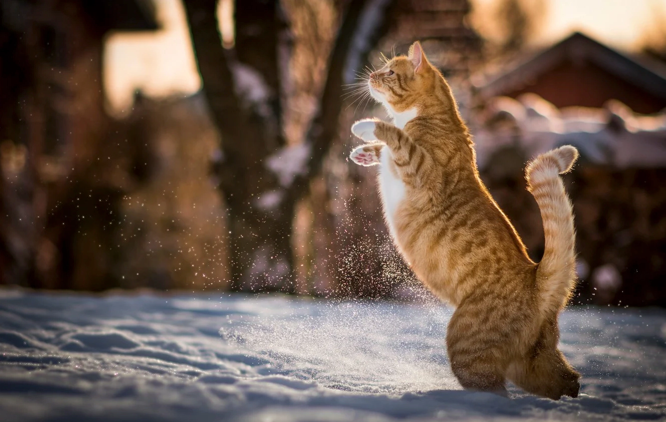 A tabby cat standing on two paws