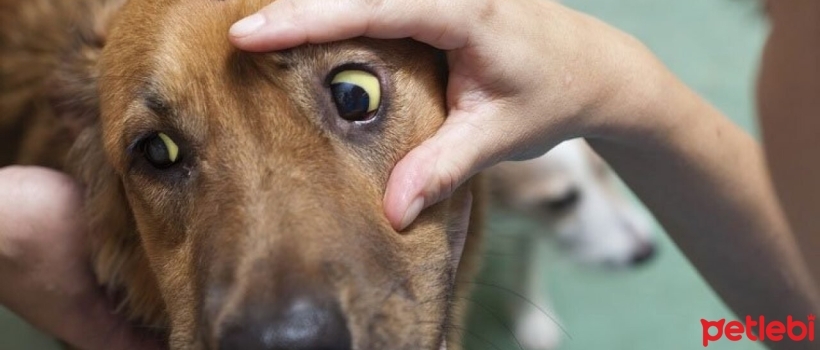 Jaundice in Dogs