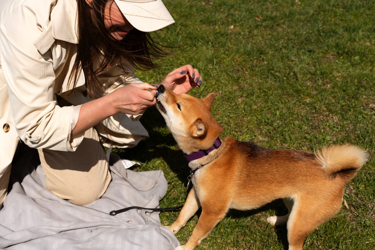 Shiba Inu spending time outdoors with its owner