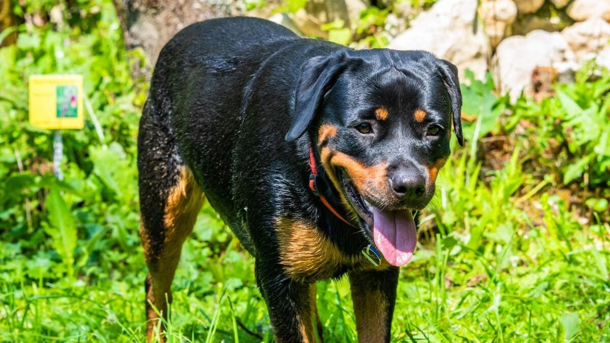 Rottweiler Characteristics, Care and Feeding