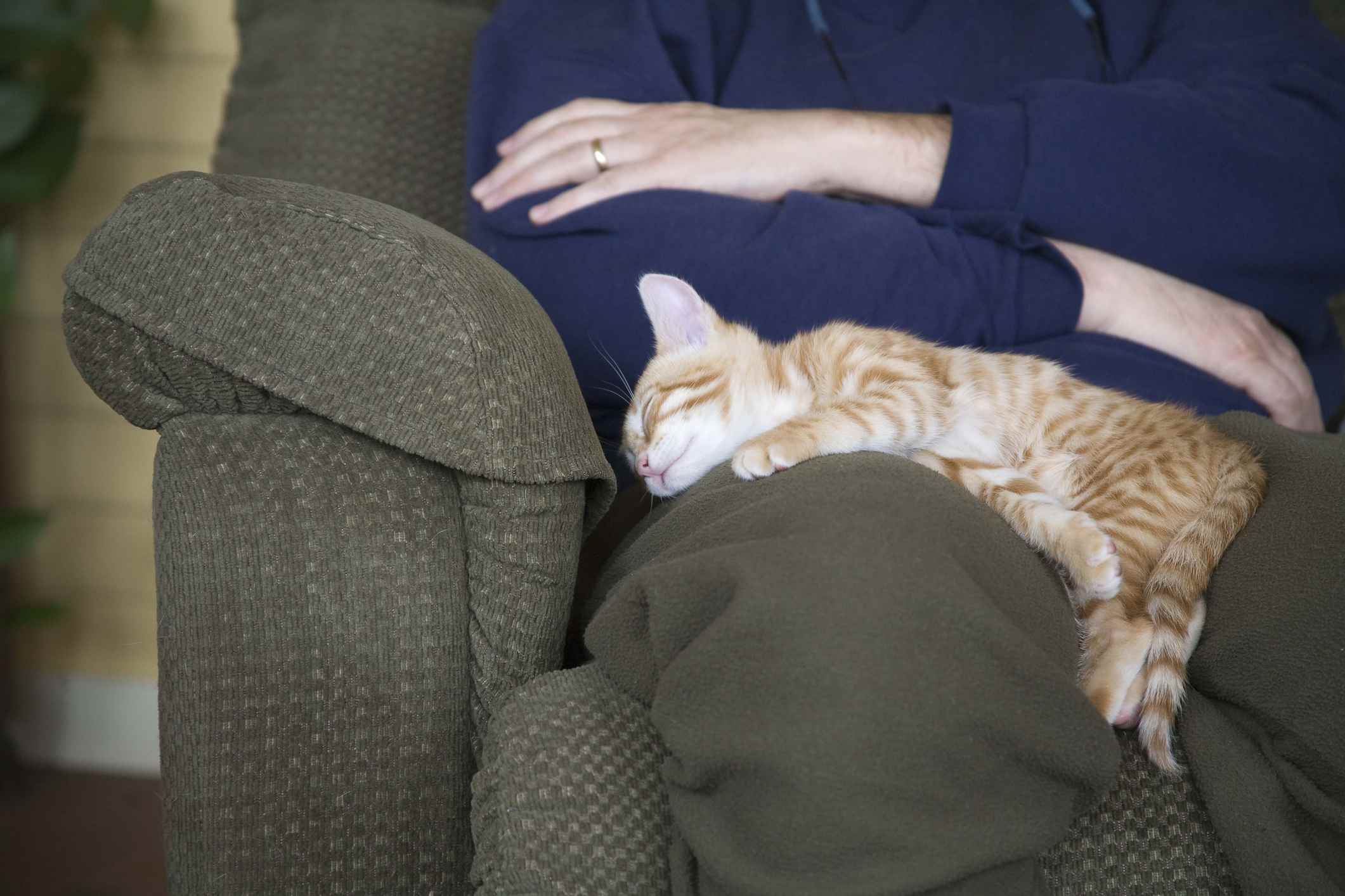 A tabby cat sleeping in someone's lap
