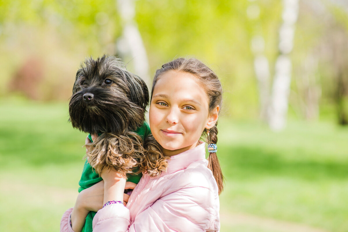 Russian Spitz in the lap of a little girl