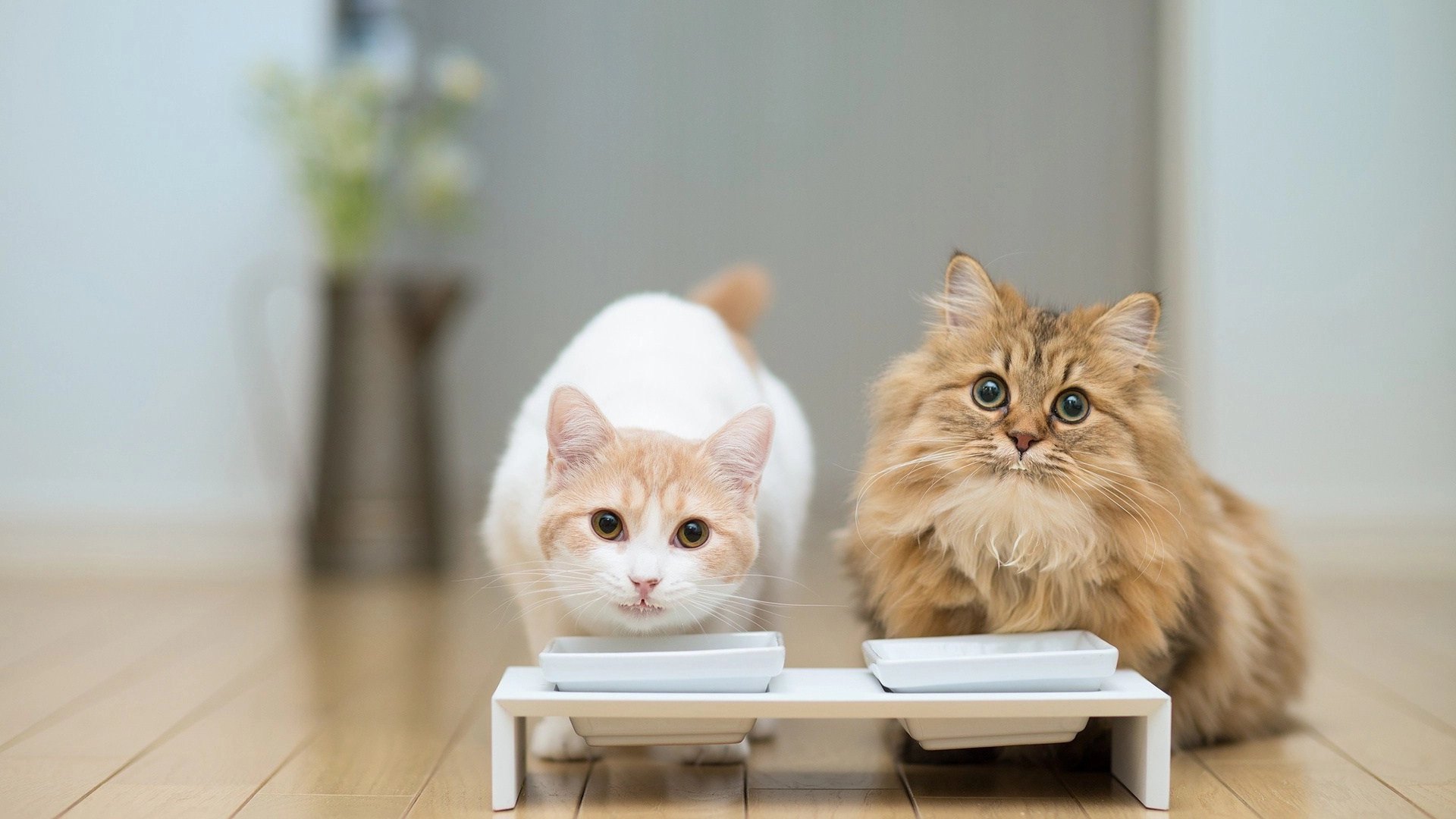 Short-haired and long-haired cats eating side-by-side