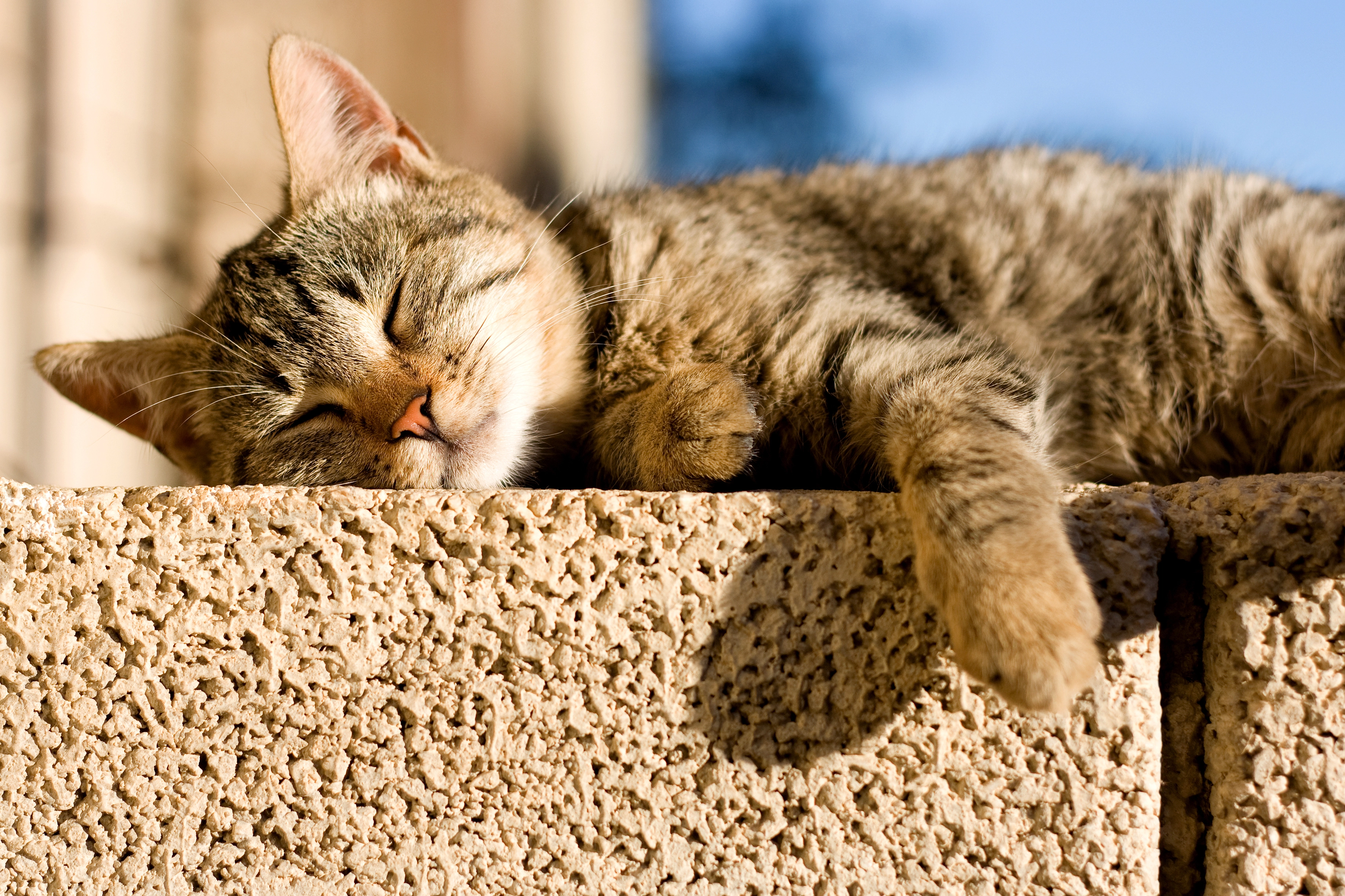 Cat lying in the sun outdoors