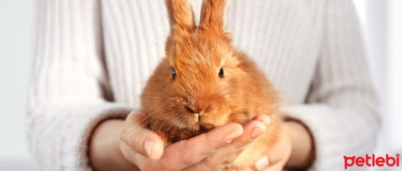 What Should Rabbit Owners Get?