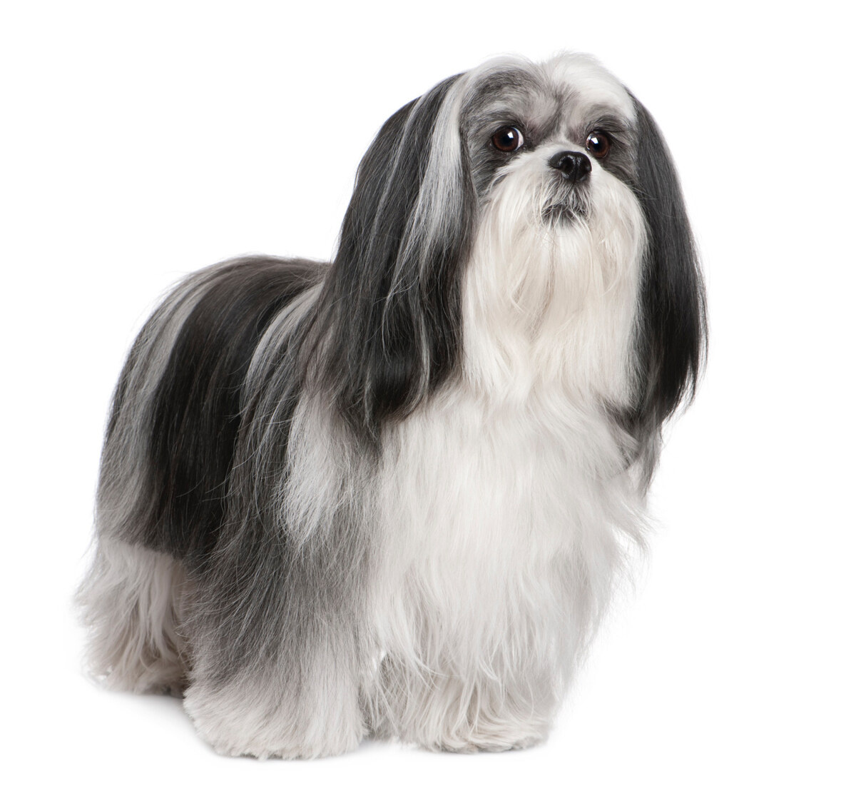 Shih Tzu with long black and white fur