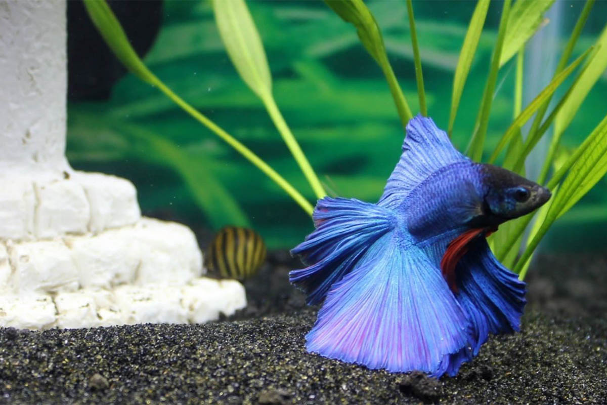 A betta fish standing at the bottom of the aquarium
