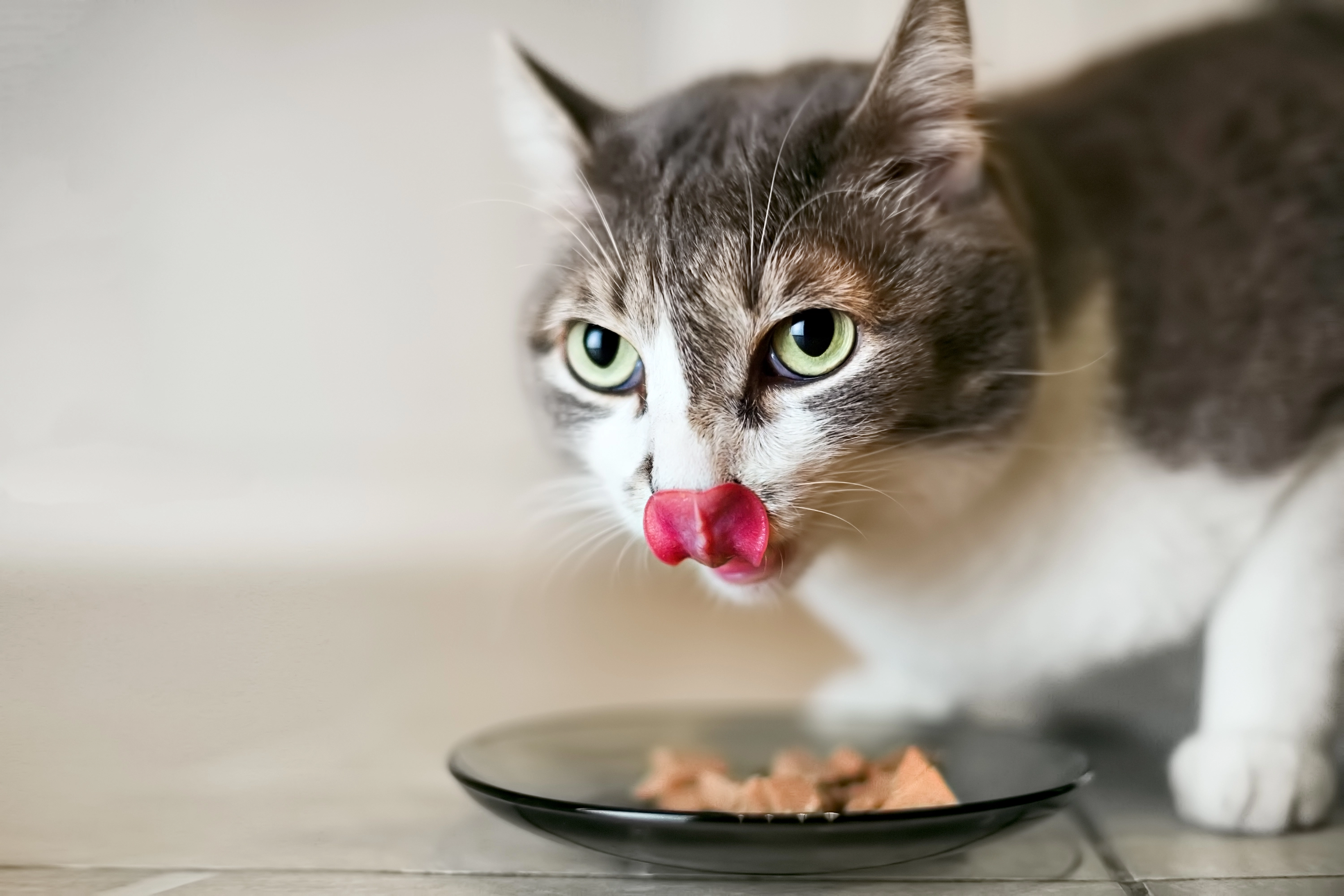 Gray-white furred cat eating wet food