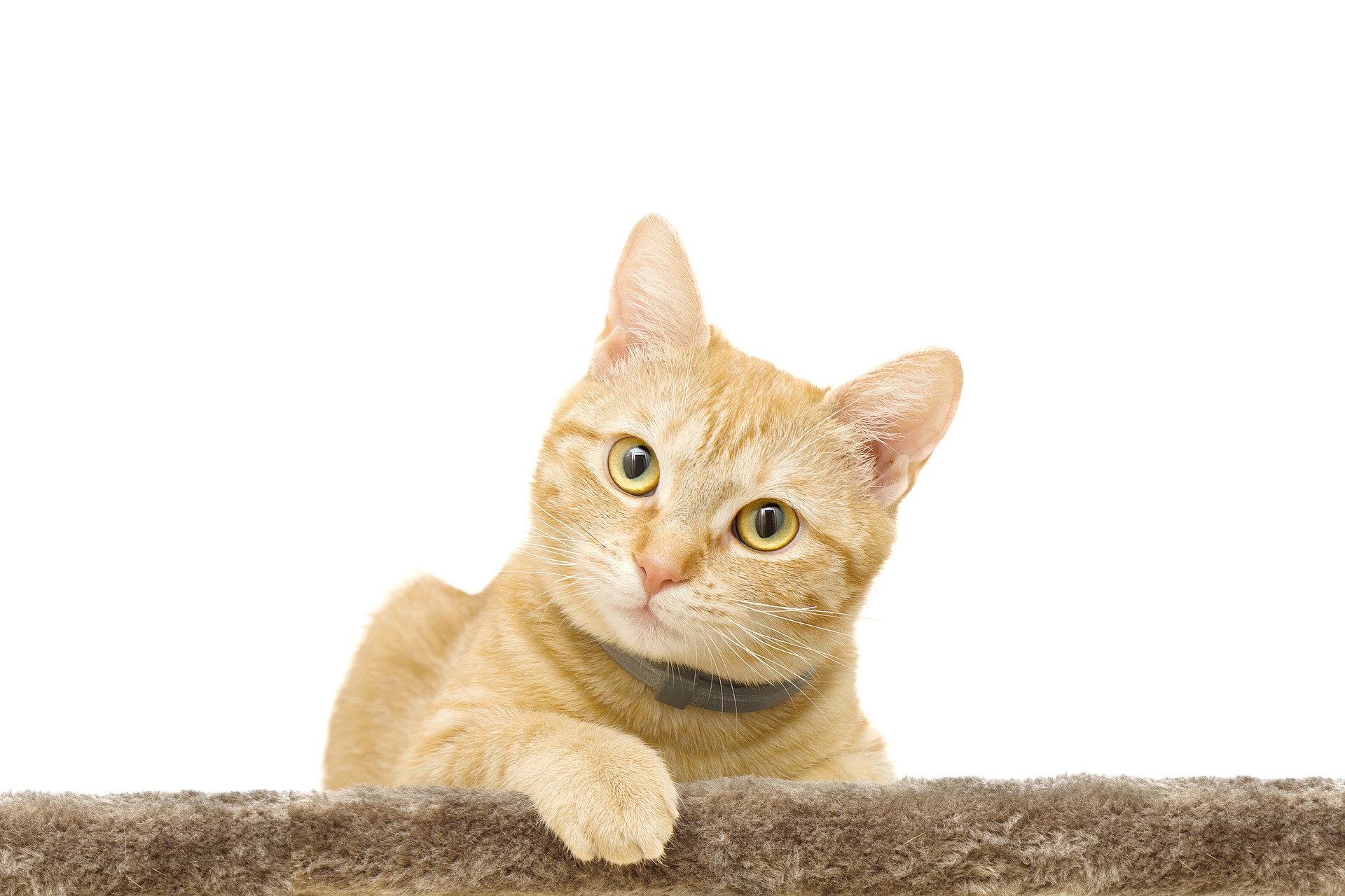 Curious yellow and white cat