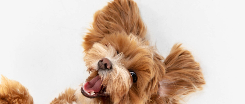 How to Acclimate Puppies to the Home?