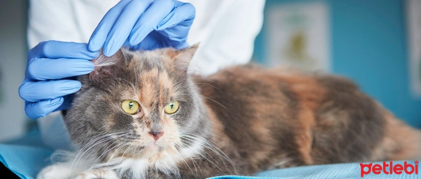 Hearing Problems in Older Cats