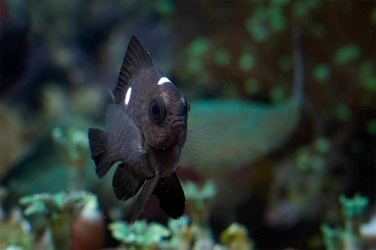 Black fish in the aquarium