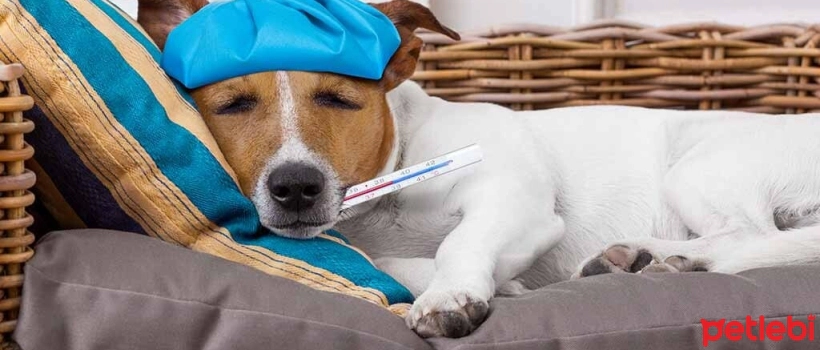 Pituitary Gland Disorders in Dogs