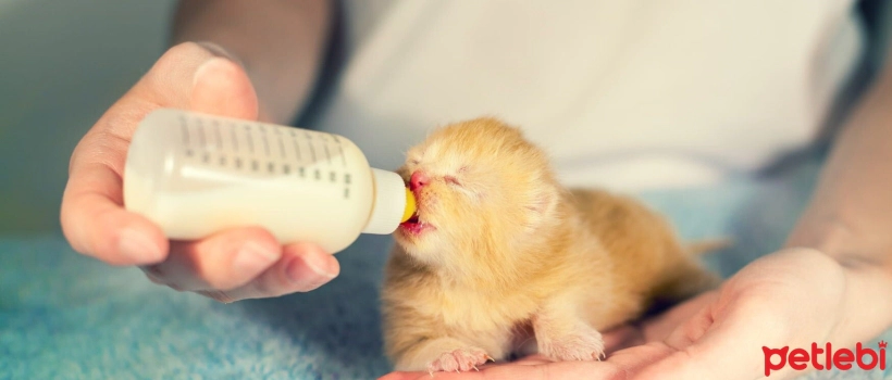 Newborn Kittens How to Feed a Kitten with a Bottle?