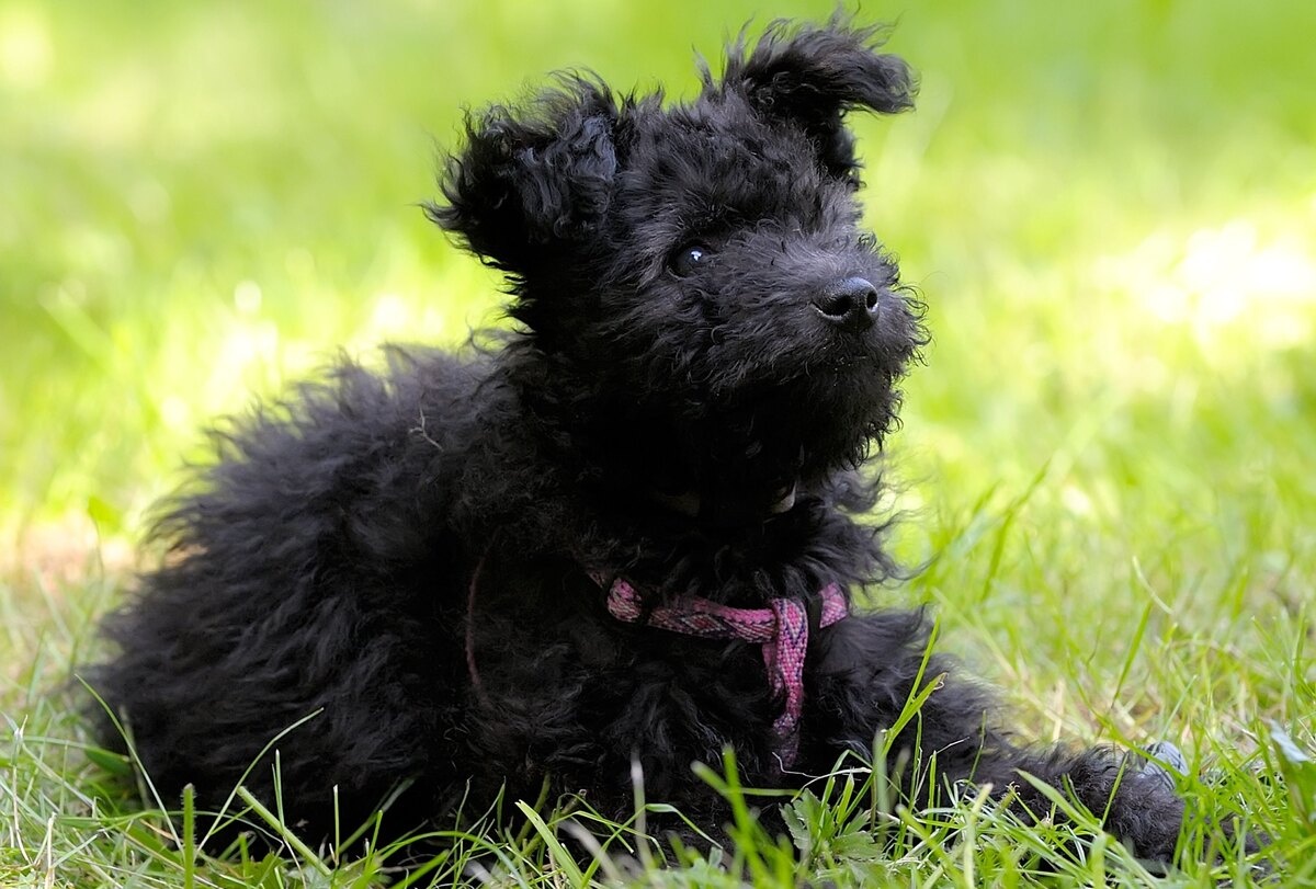 Black, curly-haired dog