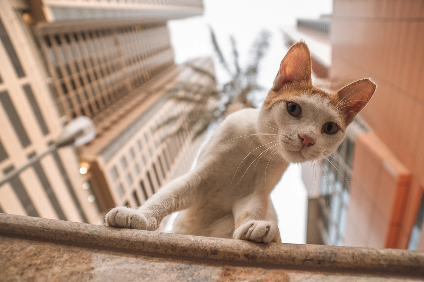 White and yellow cat looking down