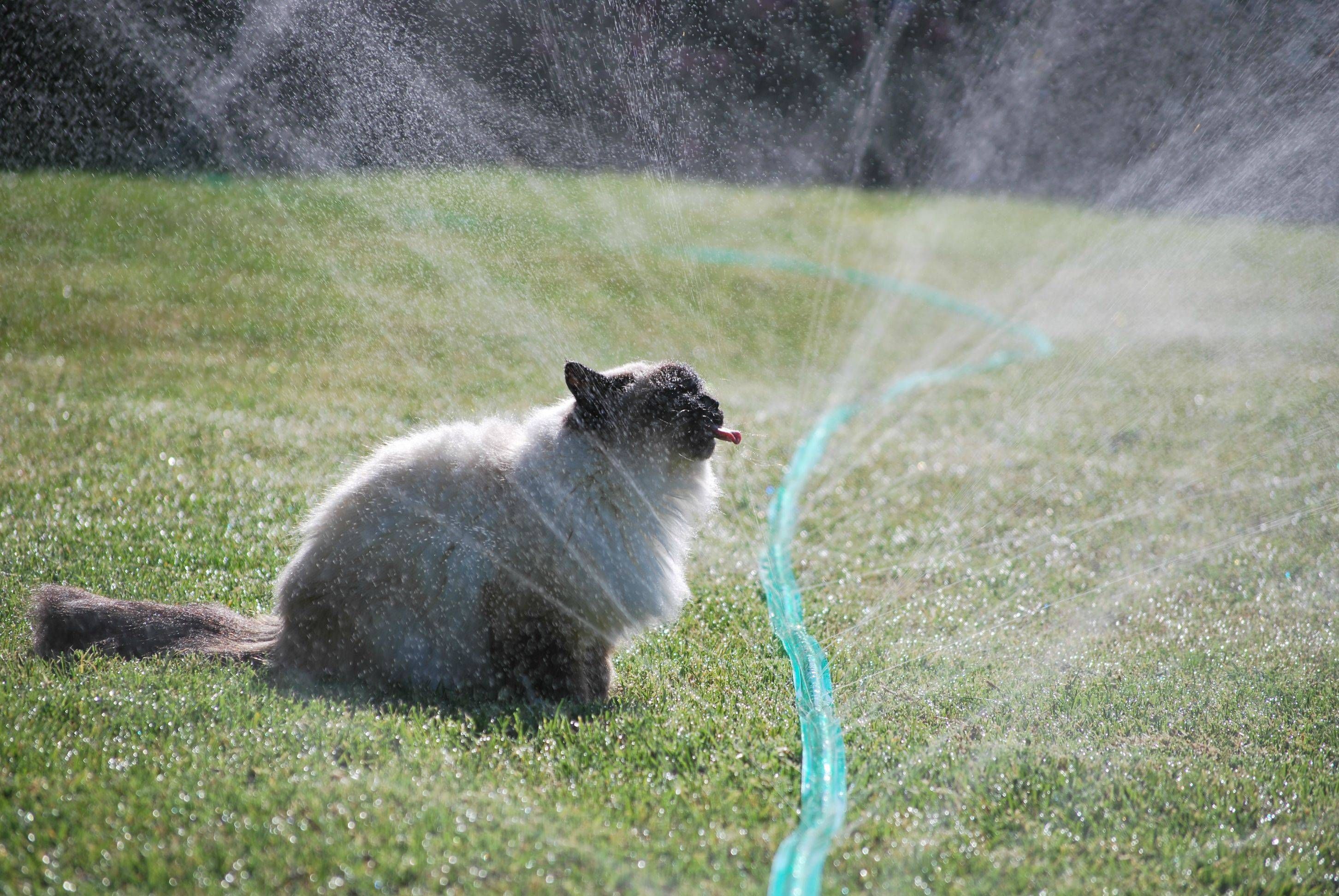 A cat trying to drink water from a garden sprinkler