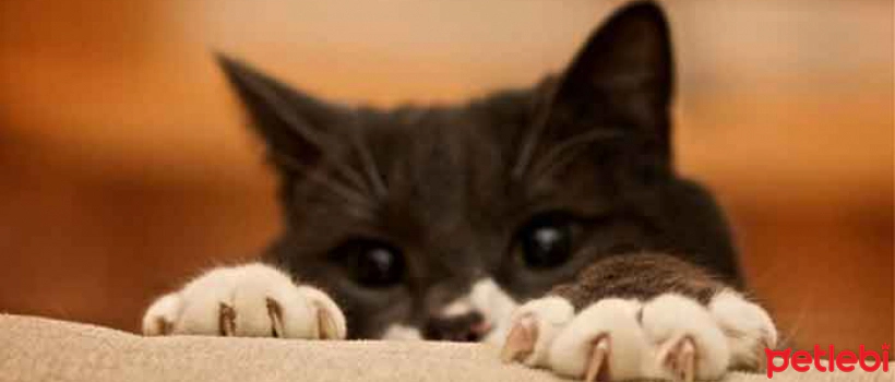 Your Cat on the Sofa, Carpet, etc. How to Keep Your Cat Away from Places You Don't Want It to Scratch?