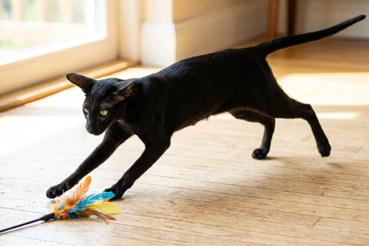 A black, athletic cat with large ears chasing a toy