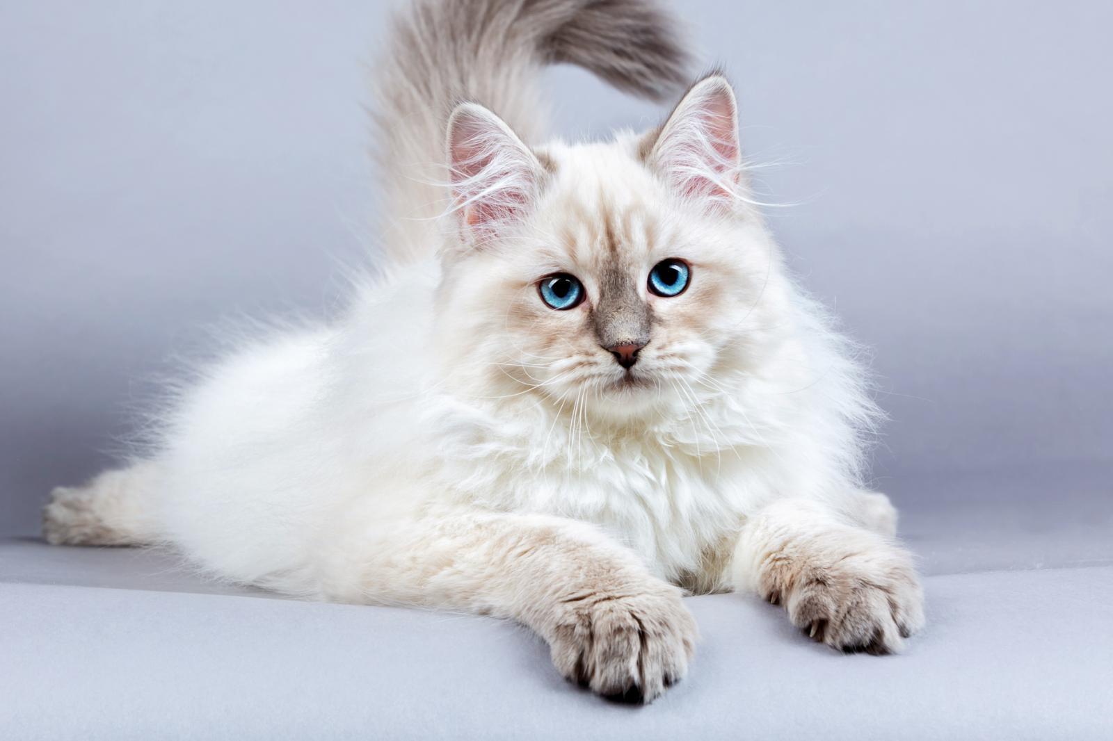 Long-haired, blue-eyed Siberian cat sitting