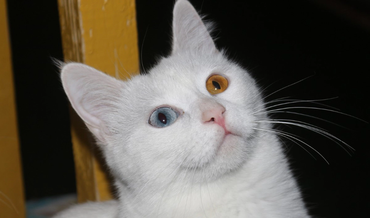 Van cat with different colored eyes
