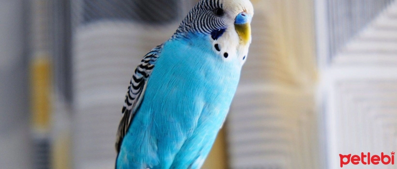 Male Budgie Names