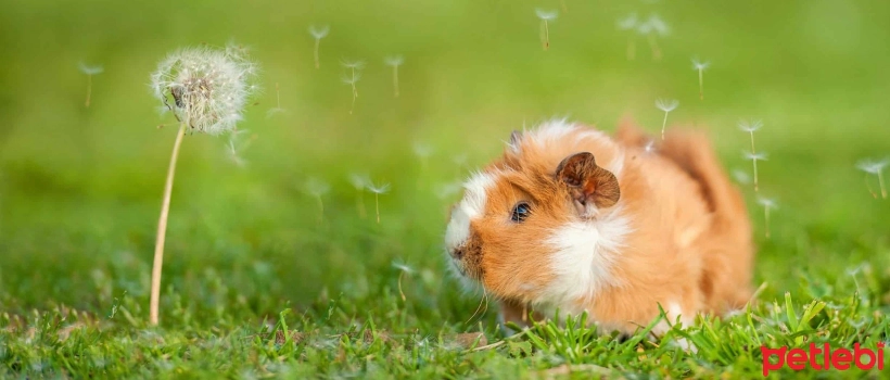 Guinea Pig Names