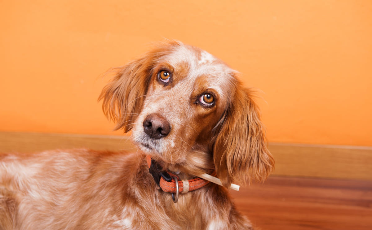 A brown-furred dog with long ears looking curious
