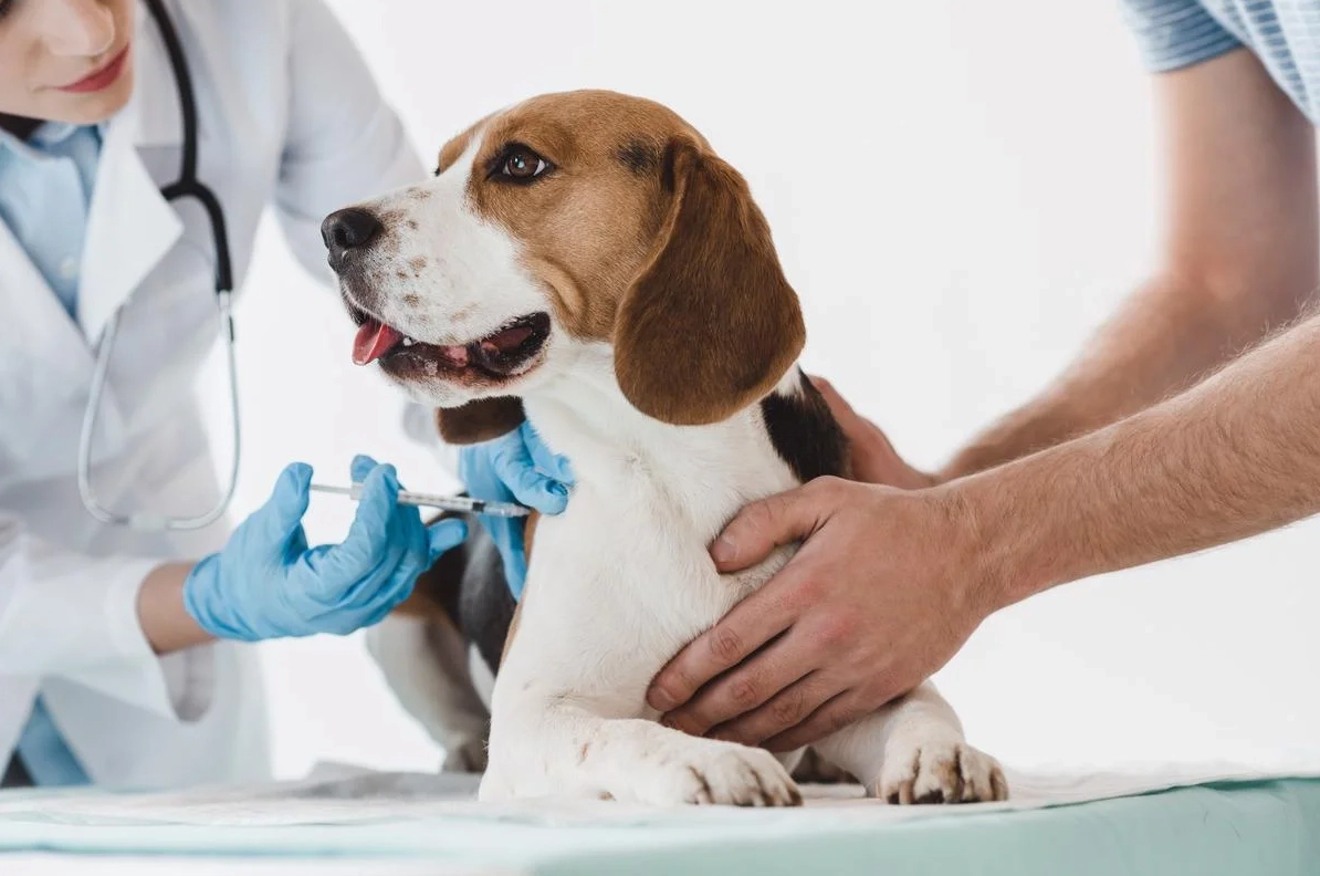 Dog receiving injection