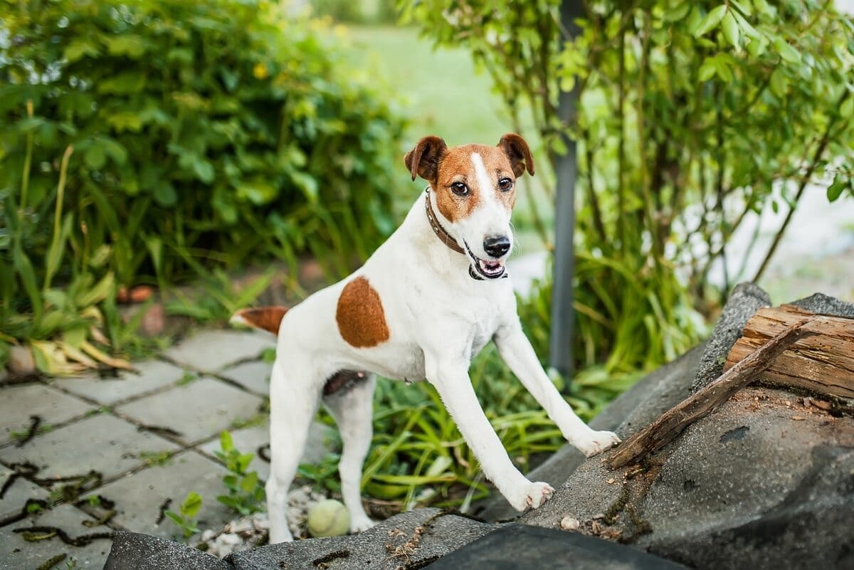 Smooth Fox Terrier