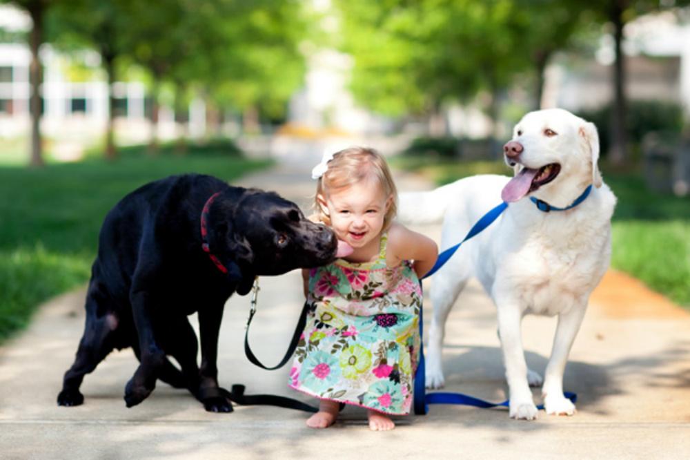 Two Labradors walking with a small child in the park
