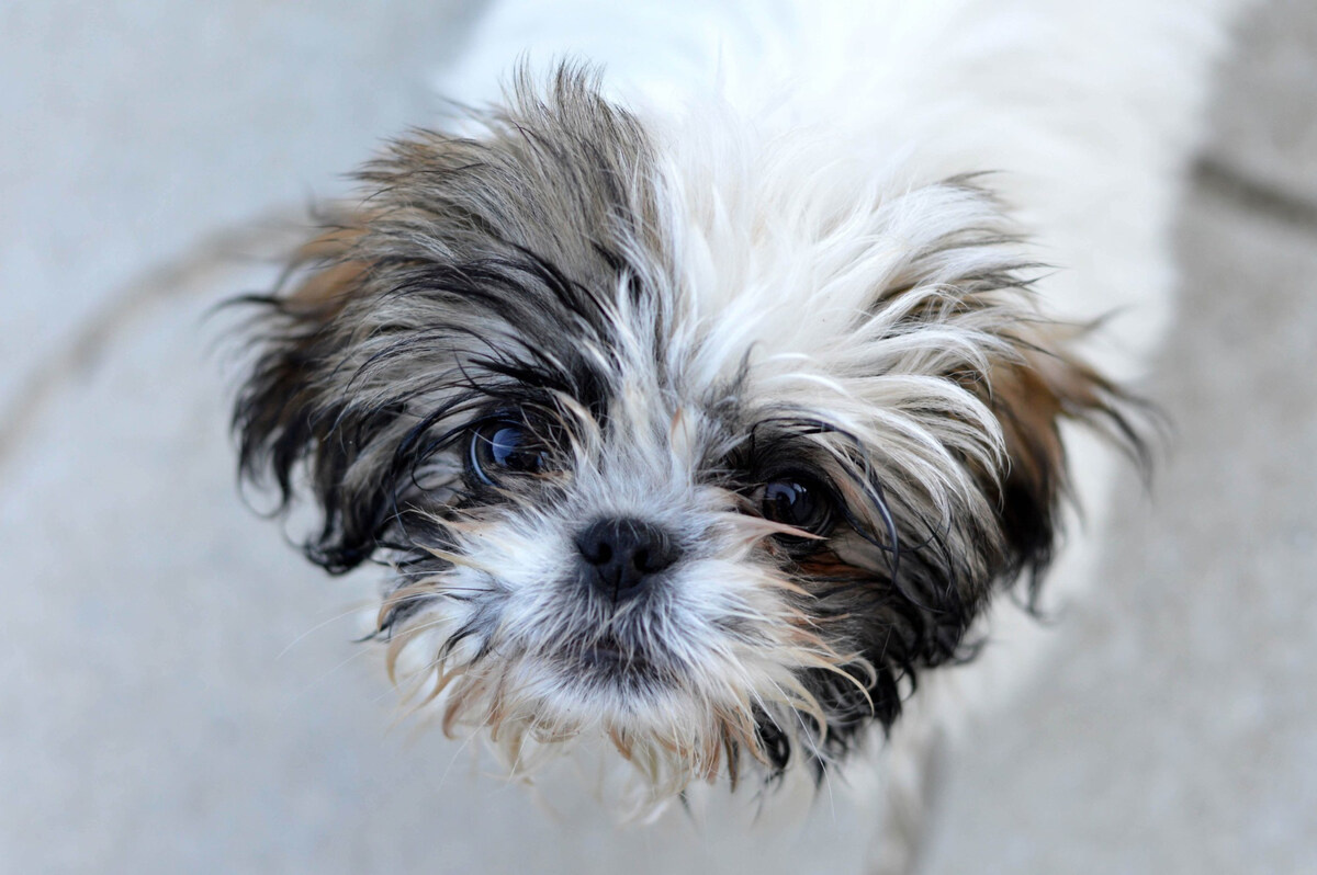 Shih Tzu with black and white hair
