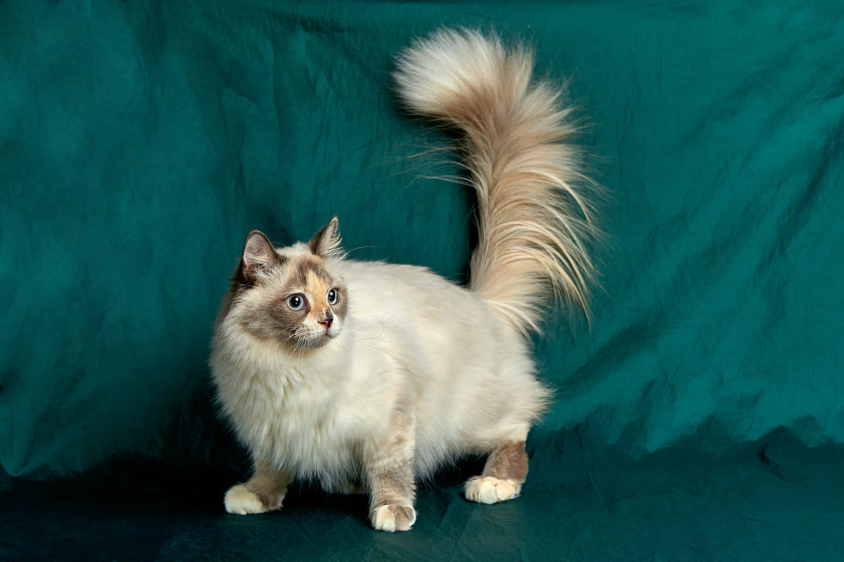Long-haired cat standing in front of a green curtain