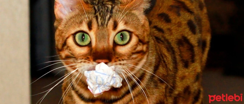 Benefits of Playing Interactive Games with Cats