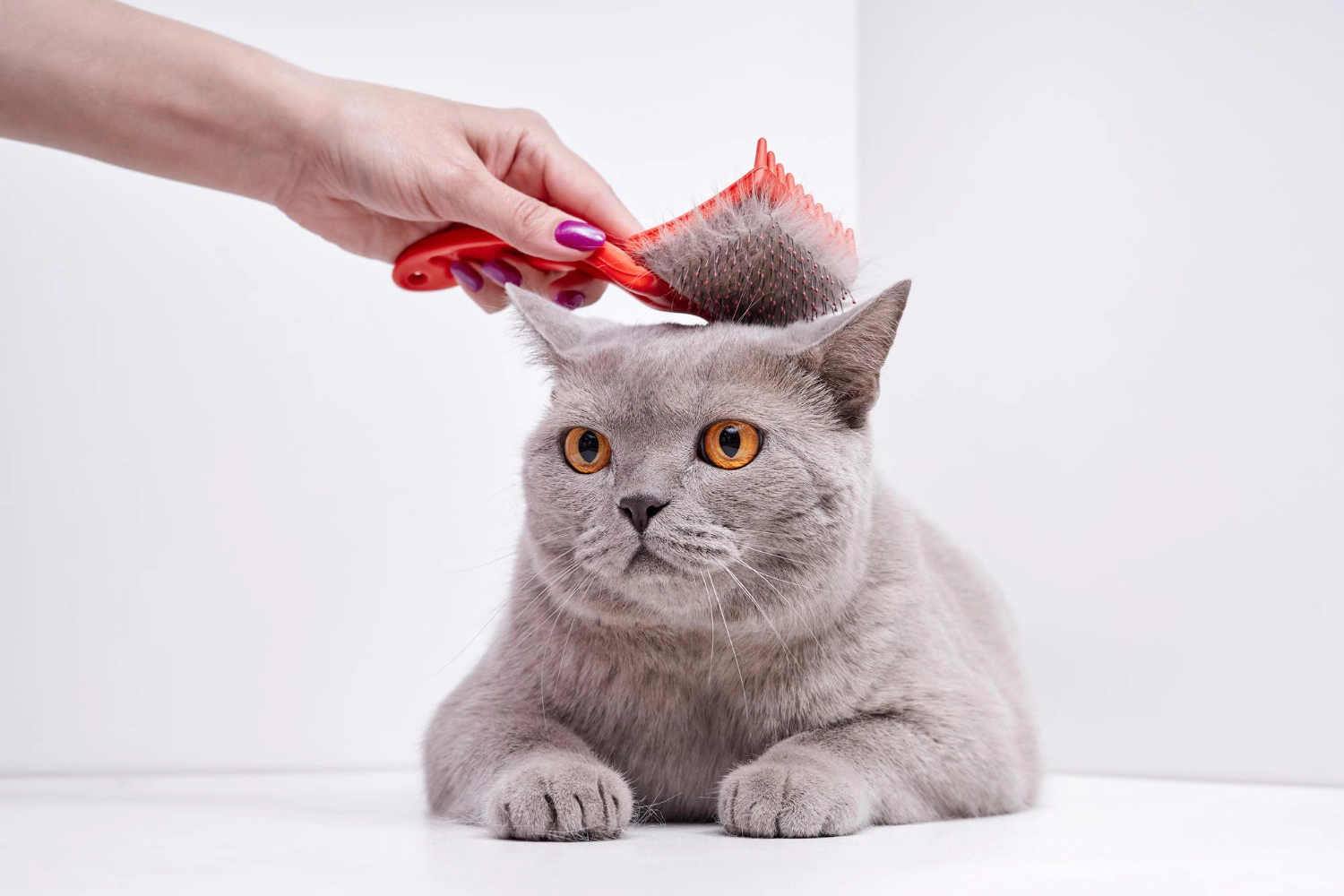 grey-furred cat shedding a lot of fur while being brushed