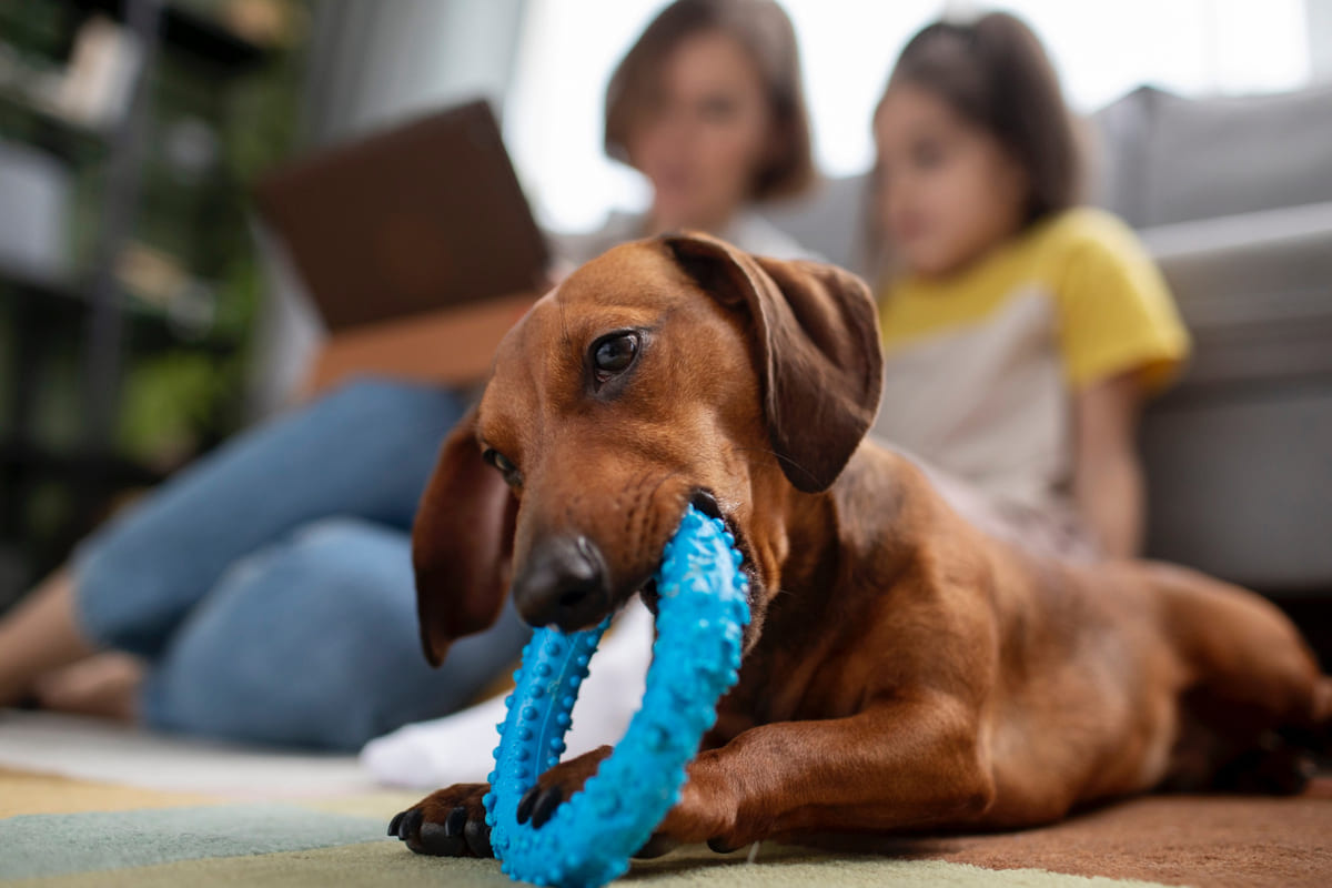 Dachshund spending time playing with a teething toy