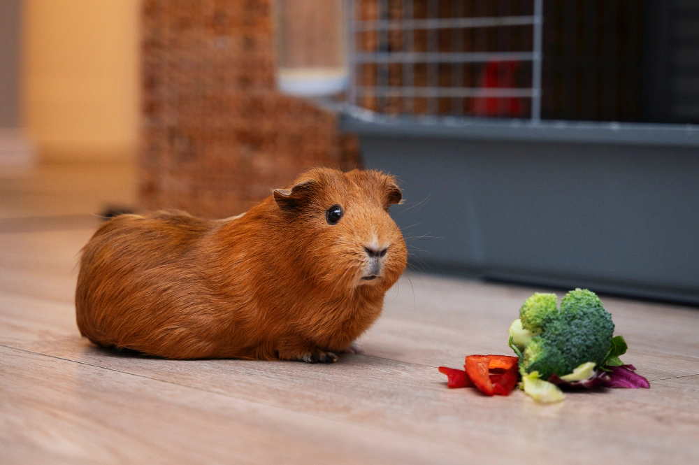 Brown-furred guinea pig
