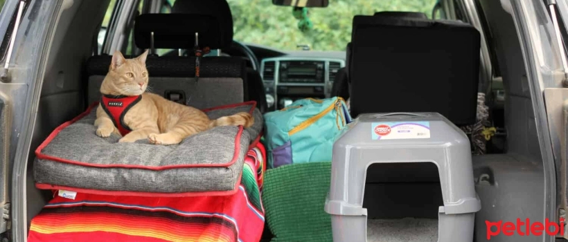 Motion Sickness in Cats and Dogs