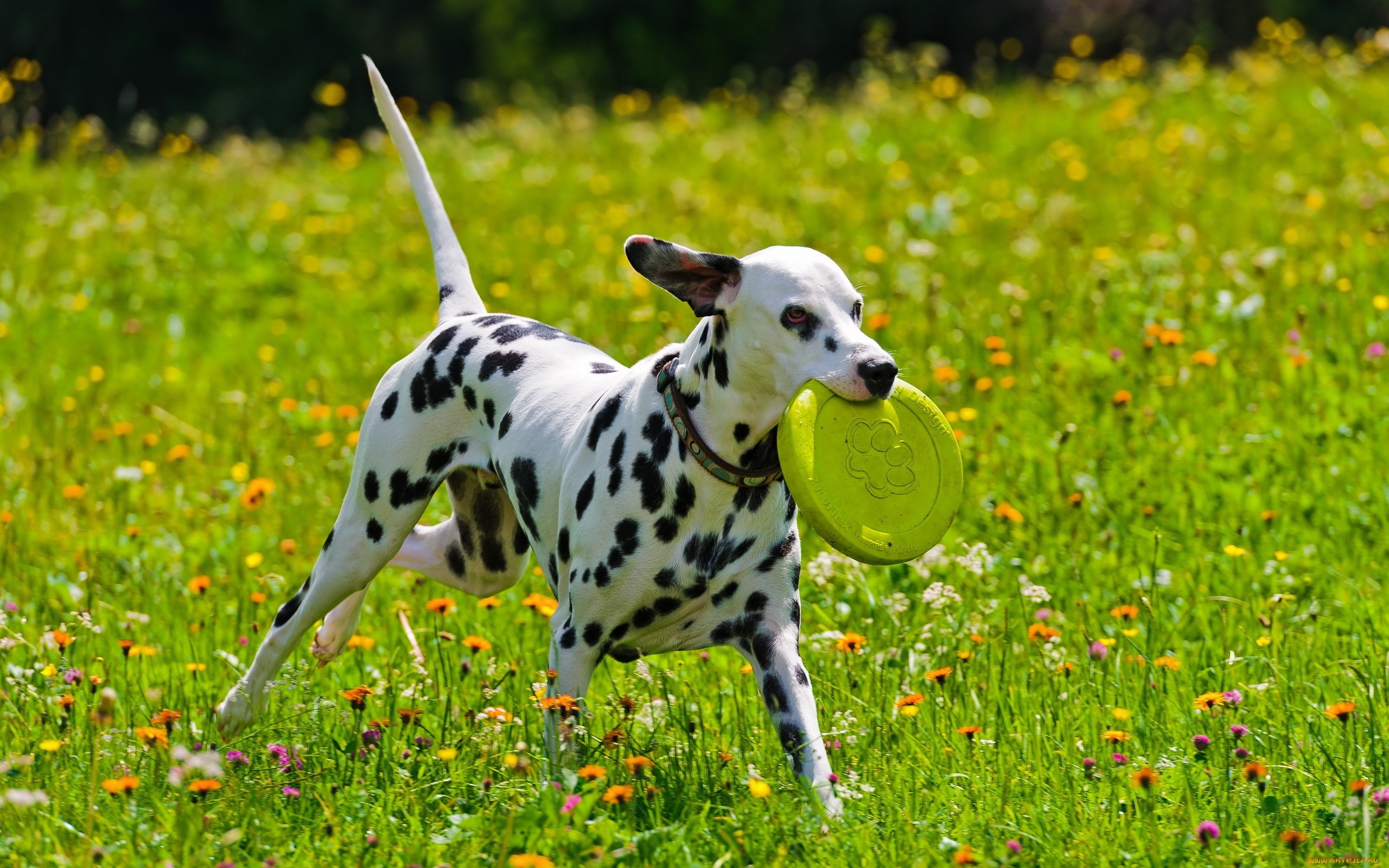 Dalmatian breed