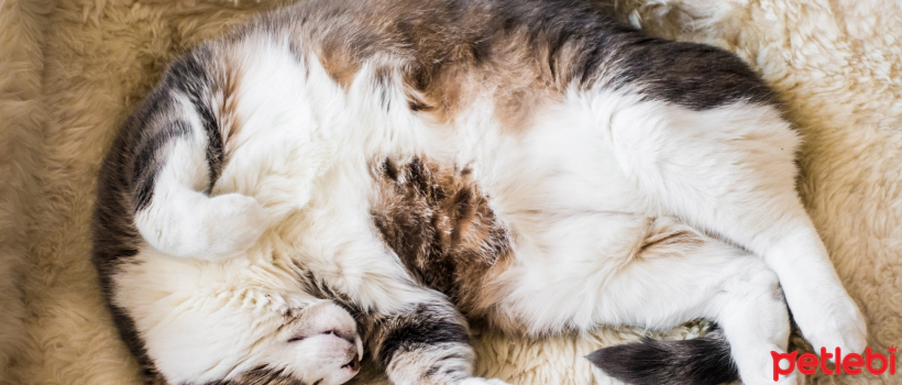 How Many Hours a Day Do Kittens and Adult Cats Sleep?