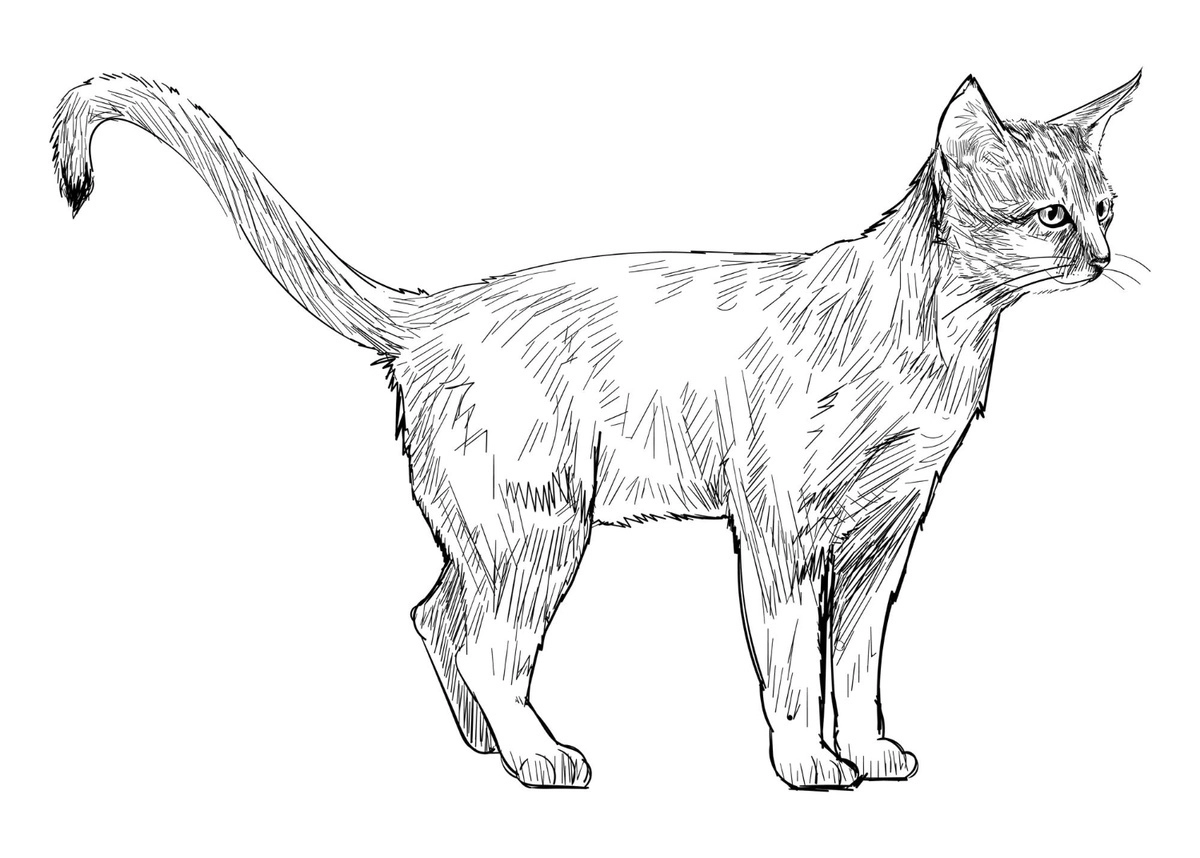 Black and white cat drawing