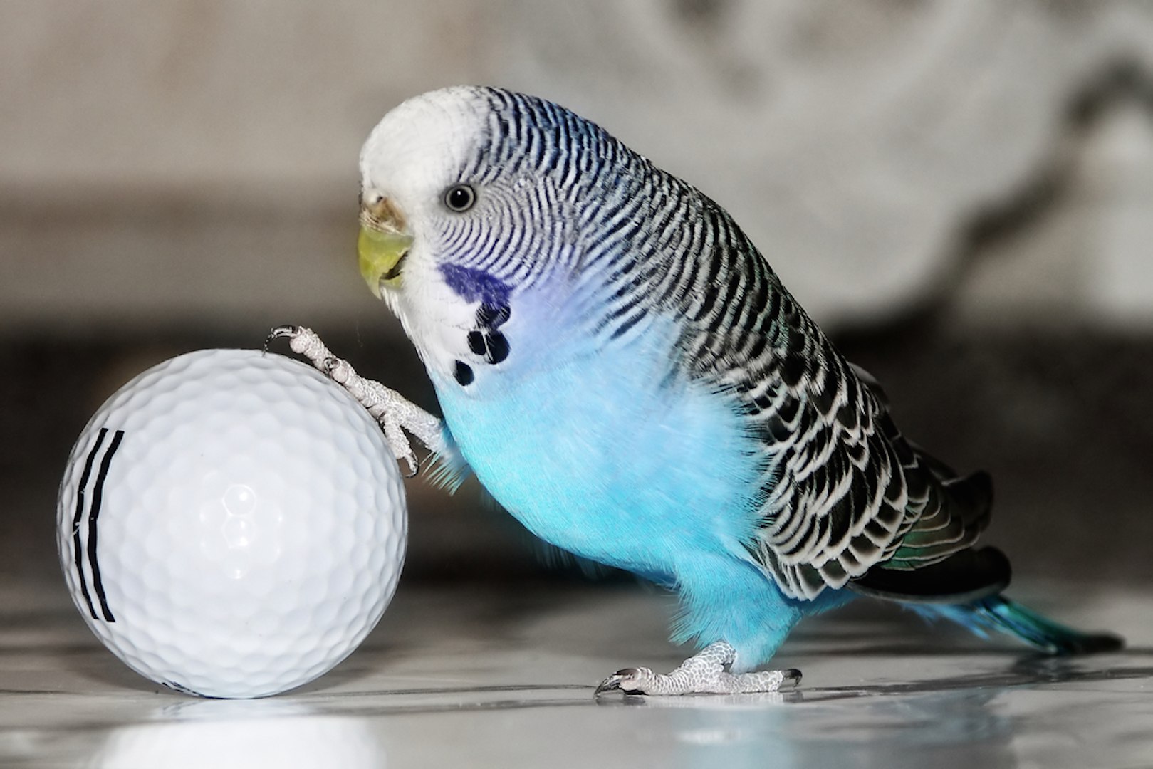 Budgie putting its claw on a ball