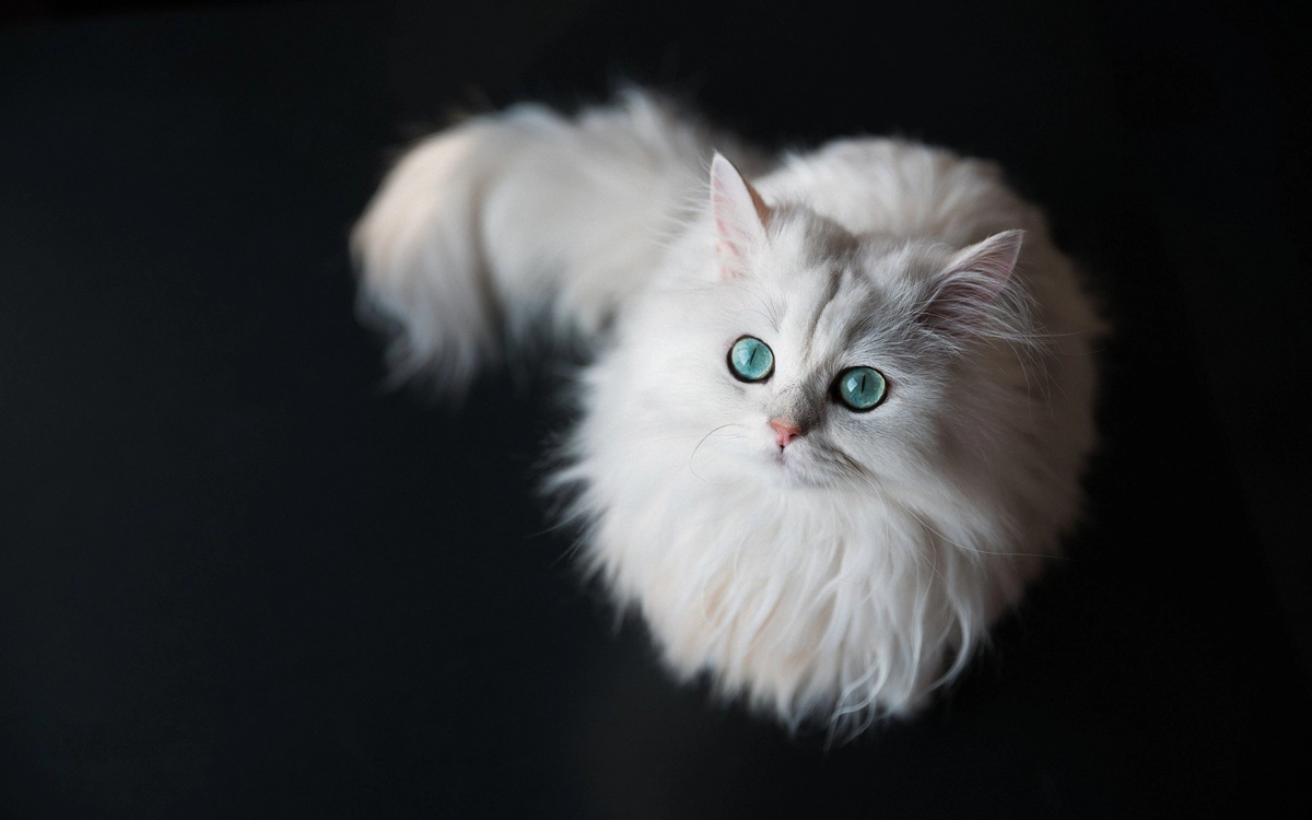 Chinchilla cat with upward-looking blue eyes